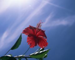 Tapeta Nature Flowers 149.jpg